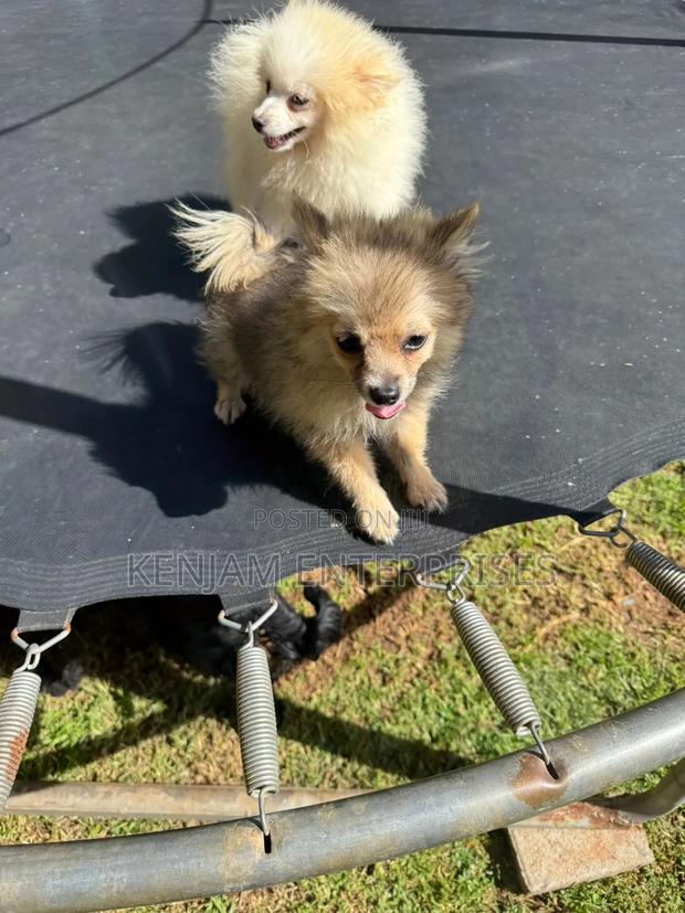3-6 months Male Purebred Pomeranian