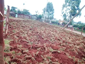Plot to Let. Karatina