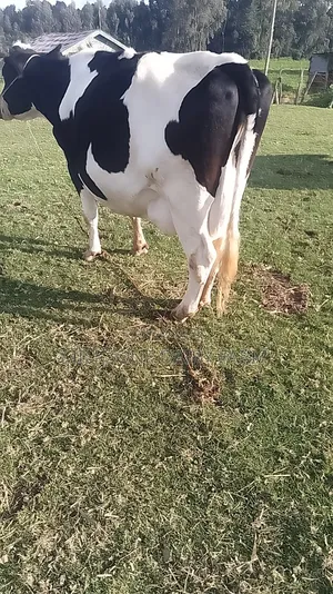 Frisian Big Mother