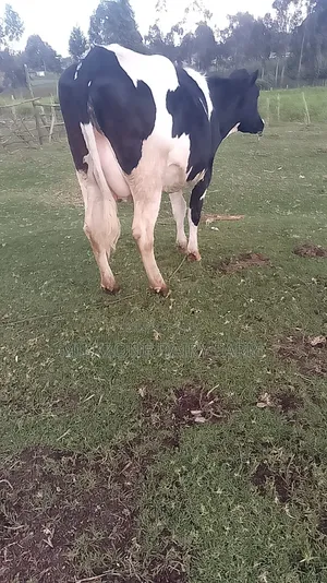Frisian Big Mother