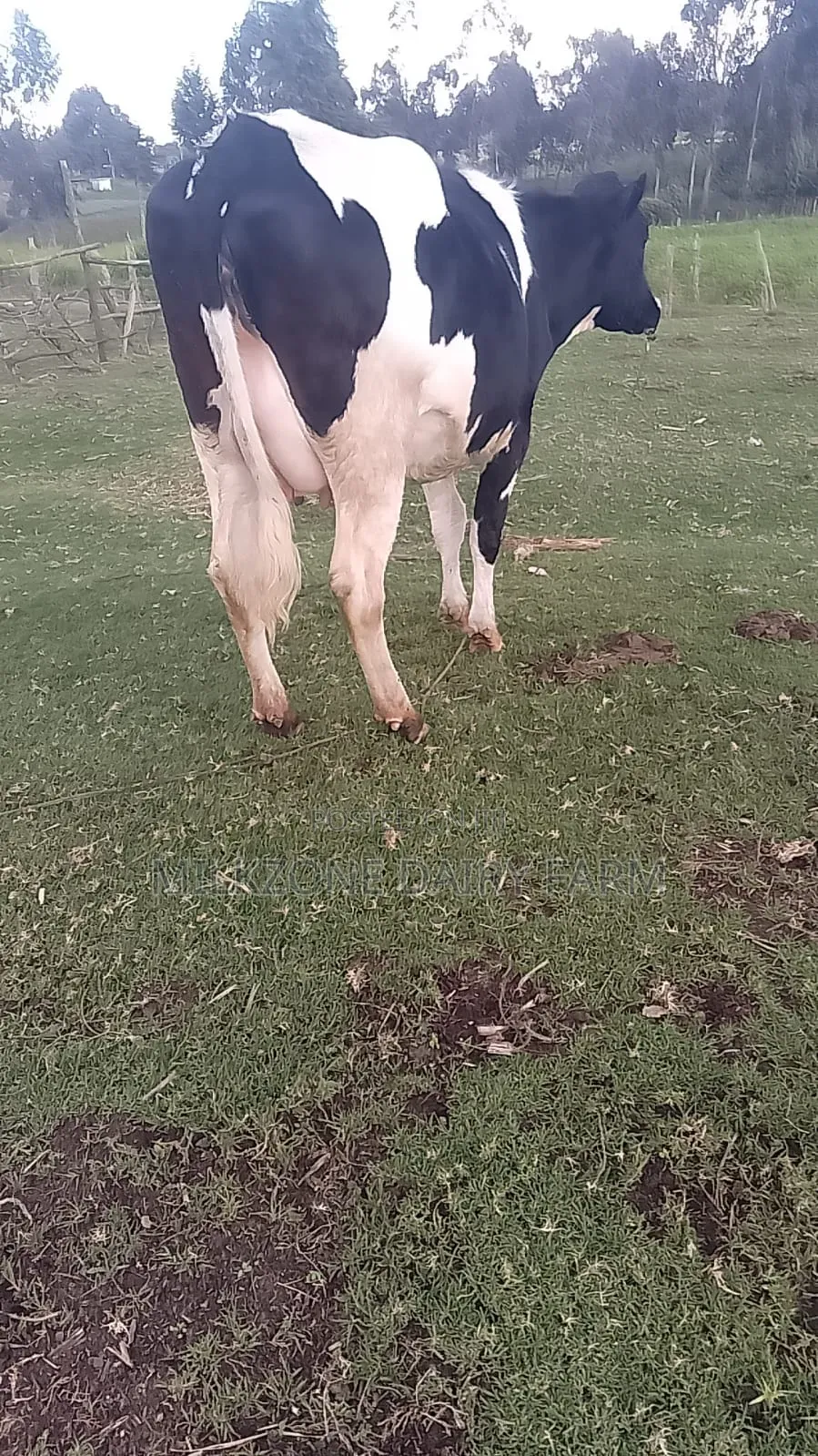 Frisian Big Mother