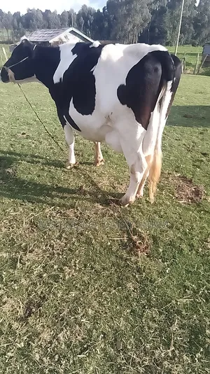 Frisian Big Mother