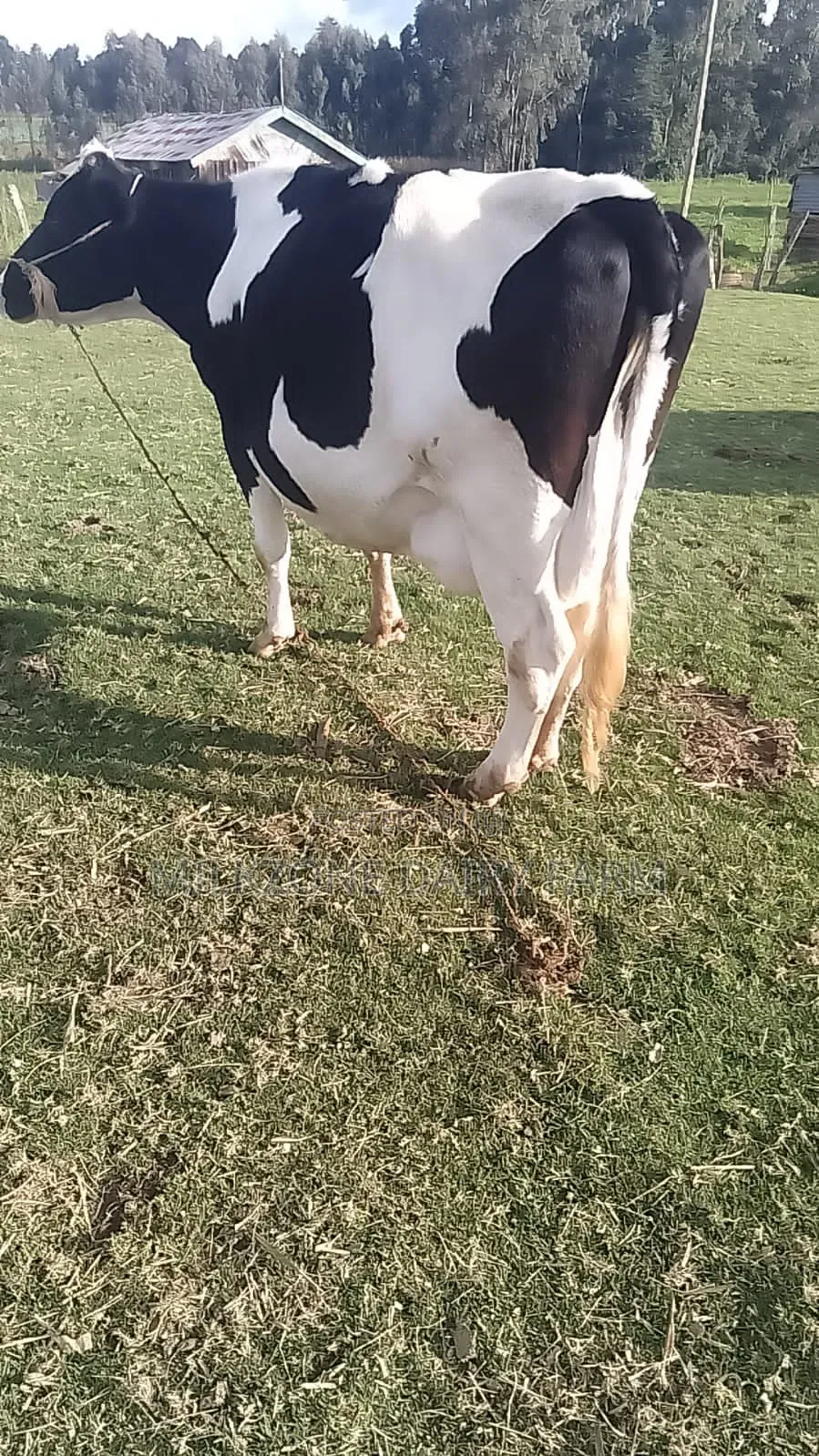 Frisian Big Mother