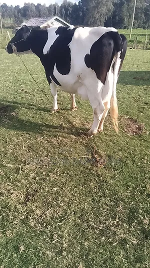 Frisian Big Mother