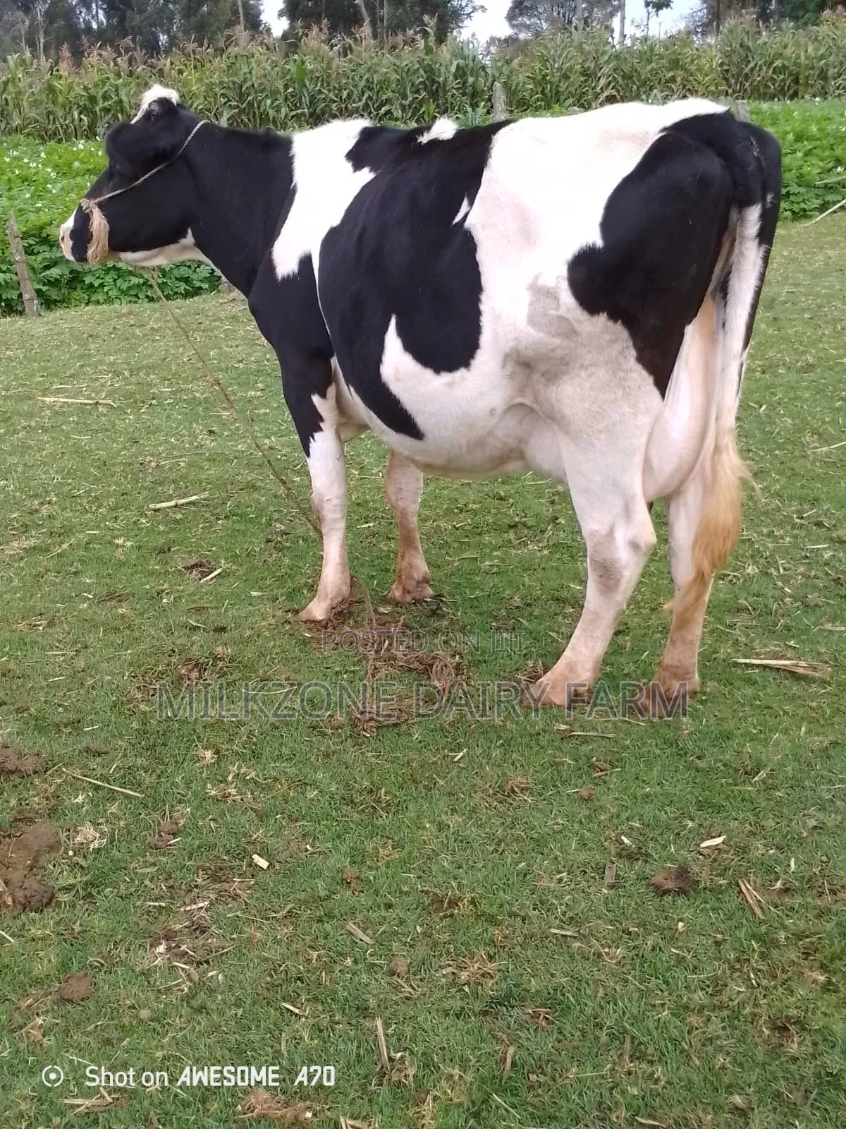 Frisian Big Mother