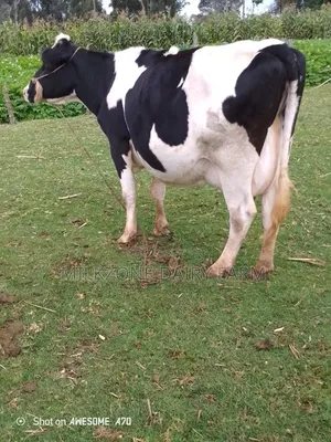 Frisian Big Mother
