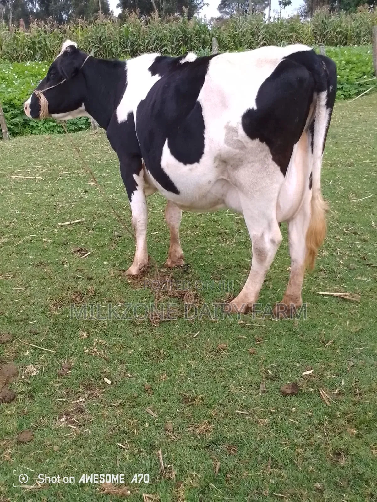 Frisian Big Mother