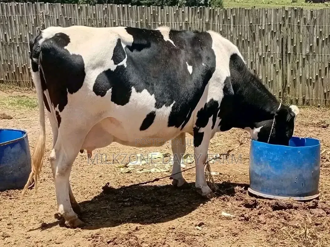 Frisian Big Mother