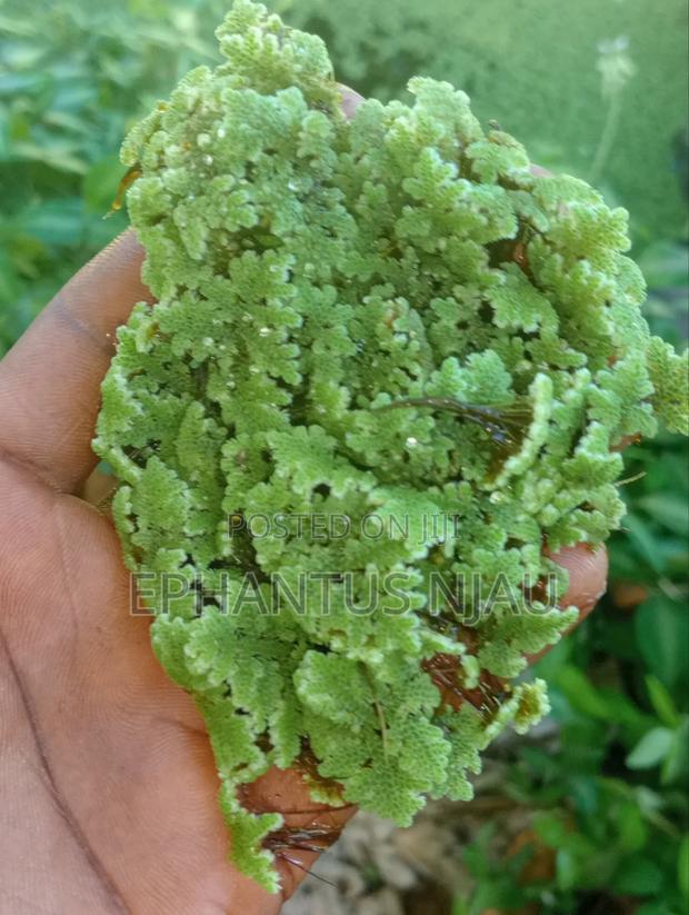 Azolla Seedlings