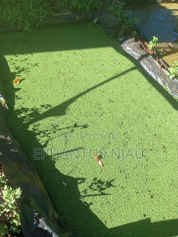 Azolla Seedlings - thumbnail 2
