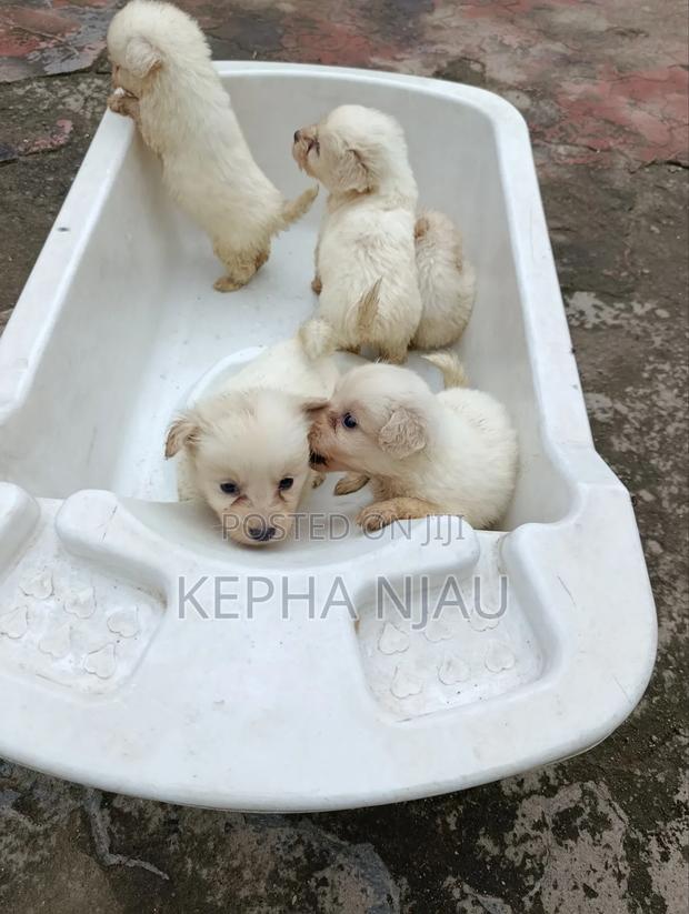 1-3 months Male Purebred Maltese
