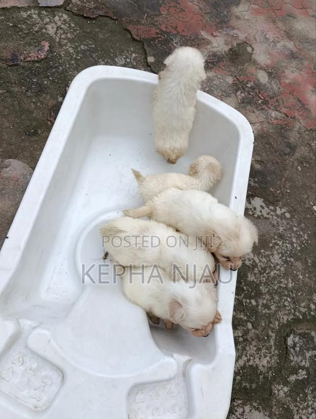 1-3 months Male Purebred Maltese - thumbnail 3
