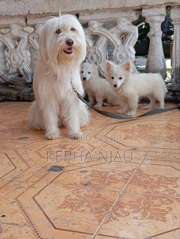 1-3 months Male Purebred Maltese - thumbnail 4