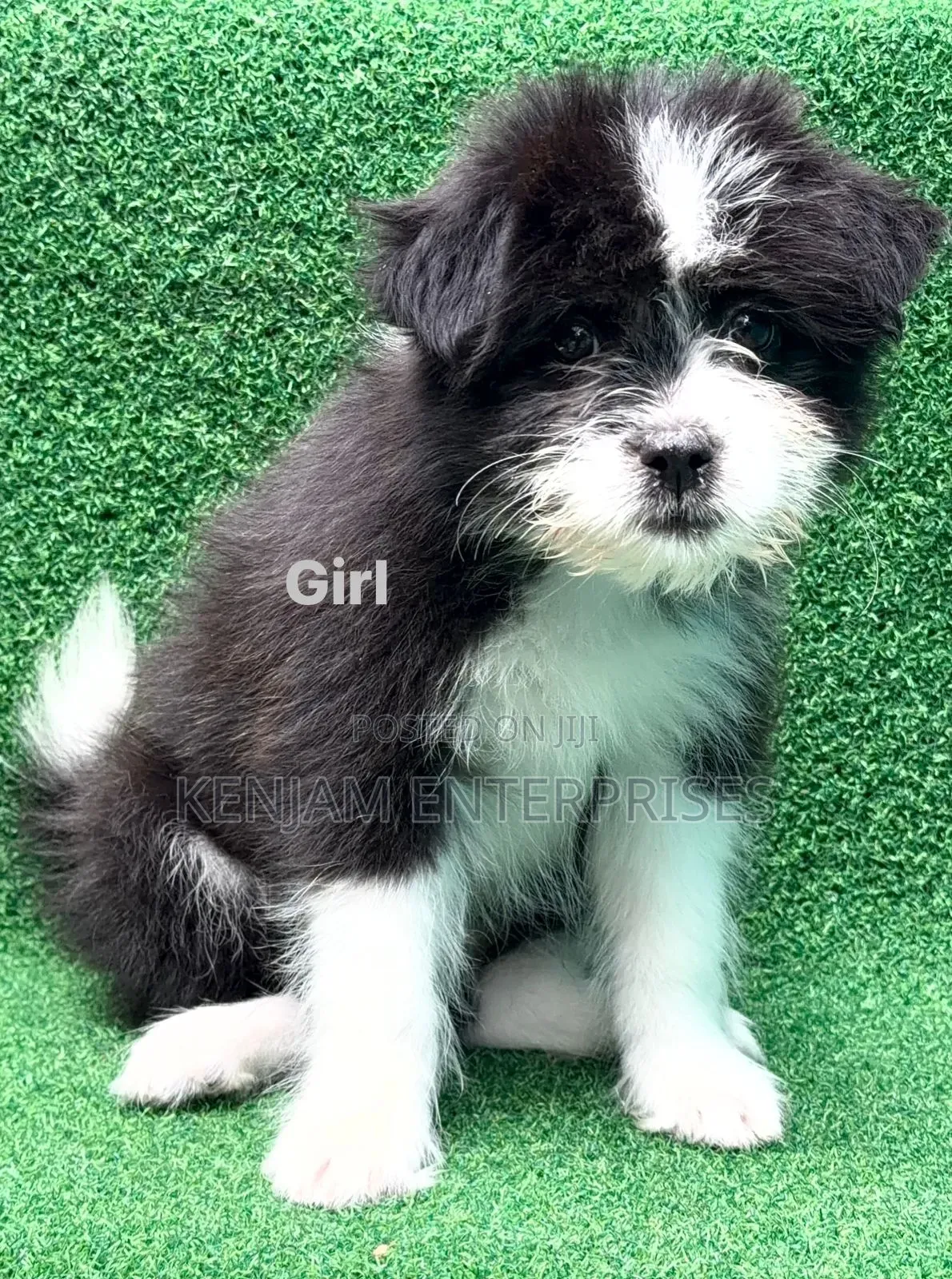 1-3 months Female Purebred Havanese