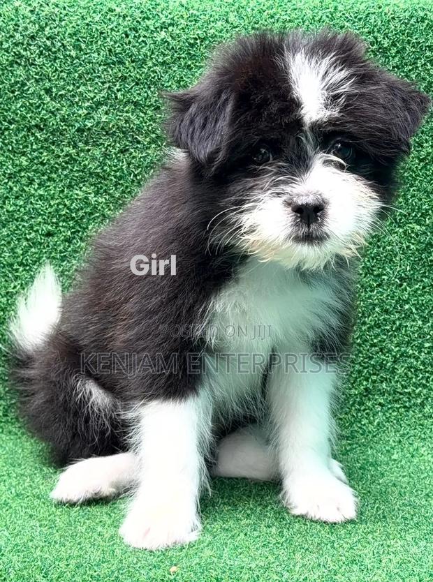 1-3 months Female Purebred Havanese