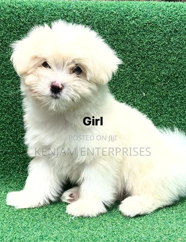 1-3 months Female Purebred Havanese