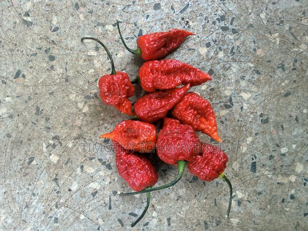 Carolina Reaper Chillies