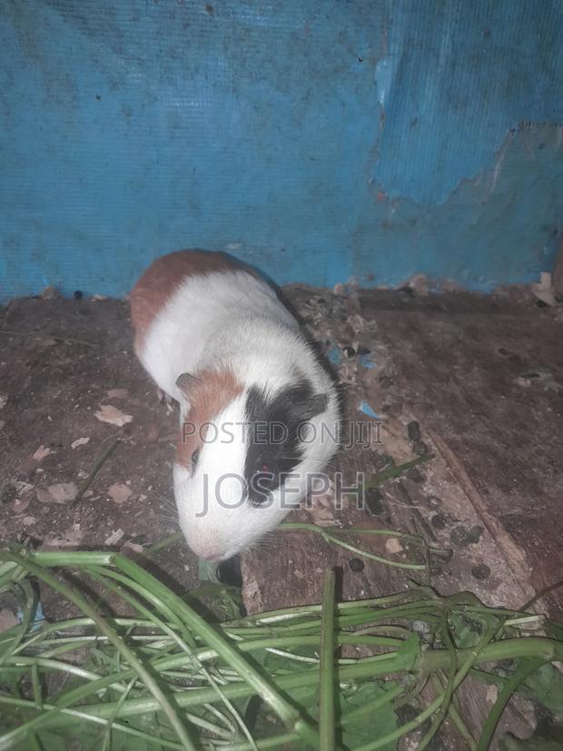 Guinea Pigs