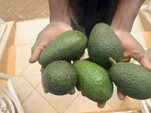 Hass Avocadoes
