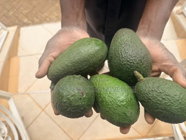 Hass Avocadoes