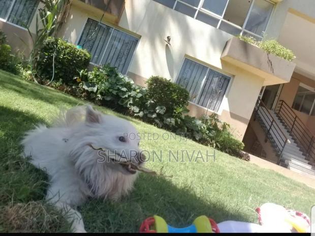 1+ year Male Purebred Japanese Spitz