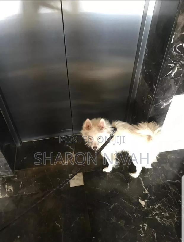 1+ year Male Purebred Japanese Spitz - thumbnail 2