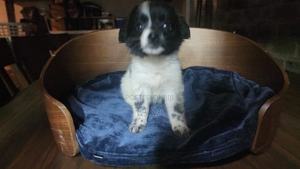 1-3 months Female Mixed Breed Japanese Spitz