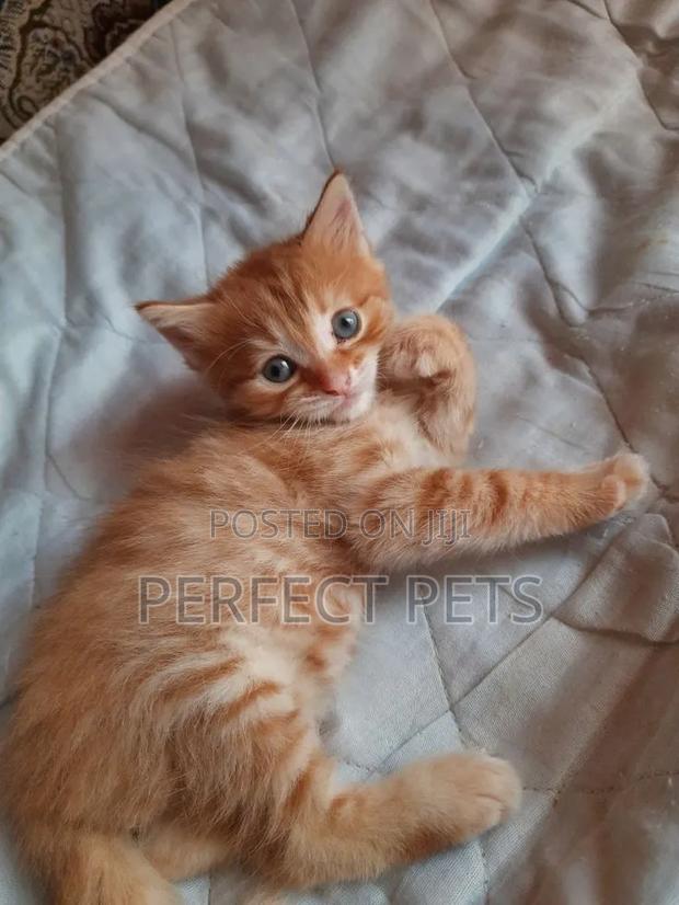 1-3 months Male Mixed Breed Tabby