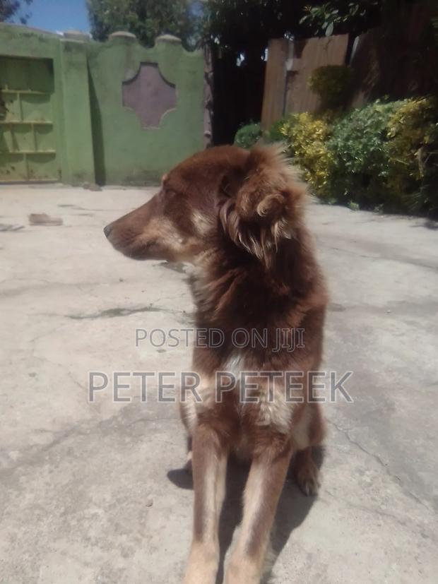 6-12 months Male Purebred German Shepherd