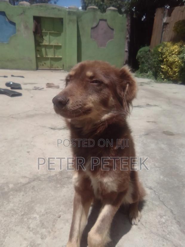 6-12 months Male Purebred German Shepherd - thumbnail 2