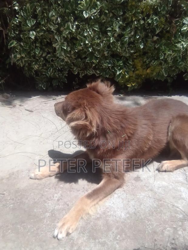 6-12 months Male Purebred German Shepherd - thumbnail 4