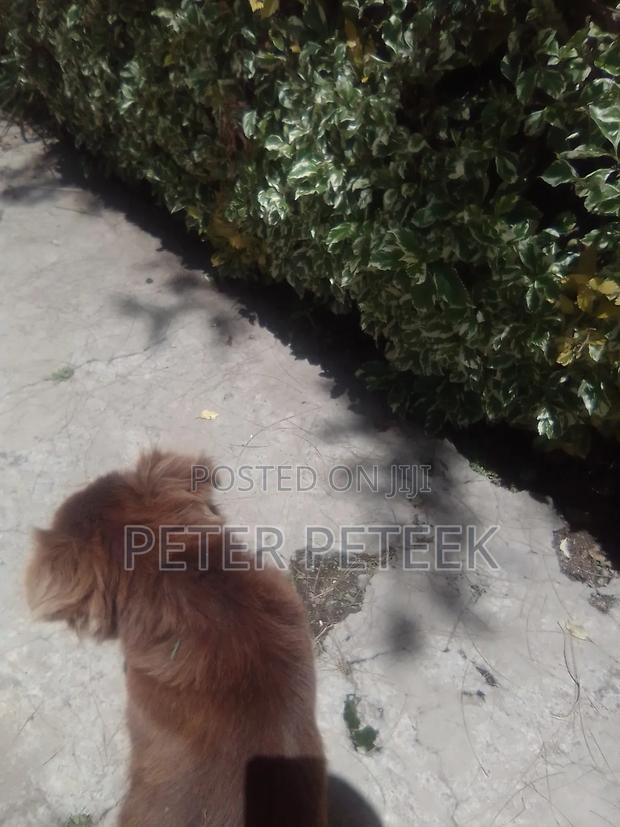 6-12 months Male Purebred German Shepherd - thumbnail 5