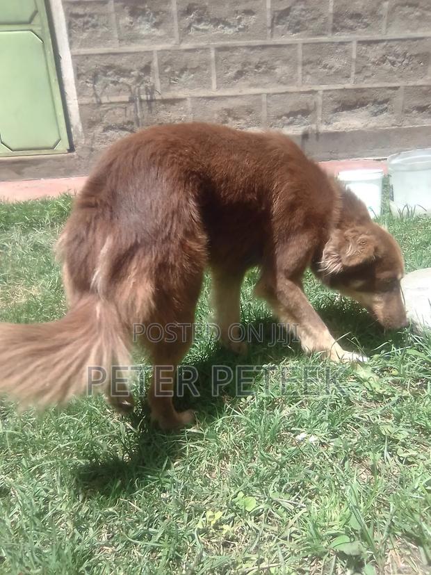 6-12 months Male Purebred German Shepherd - thumbnail 6