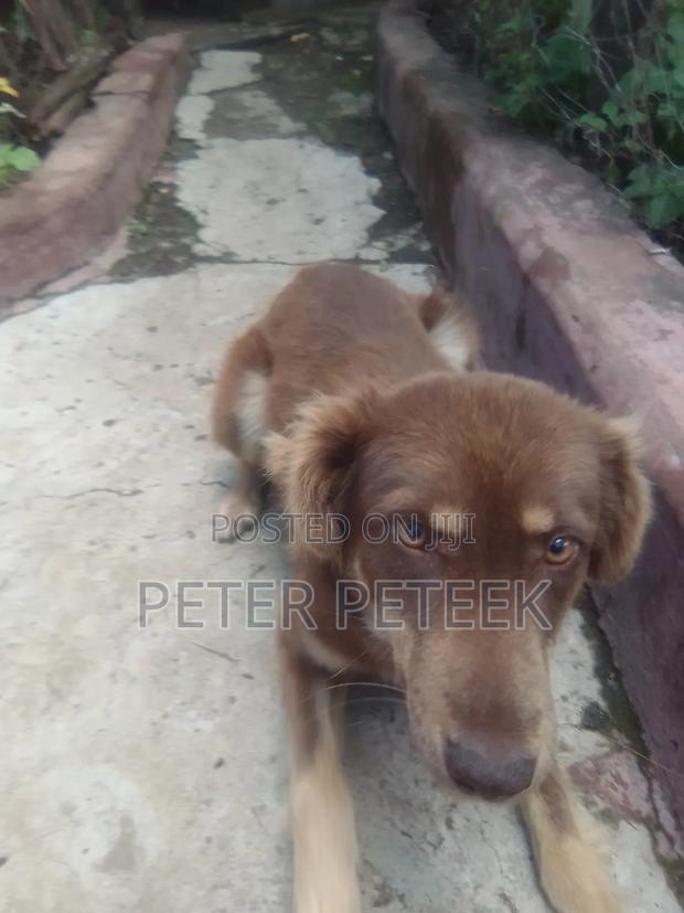 6-12 months Male Purebred German Shepherd - thumbnail 10