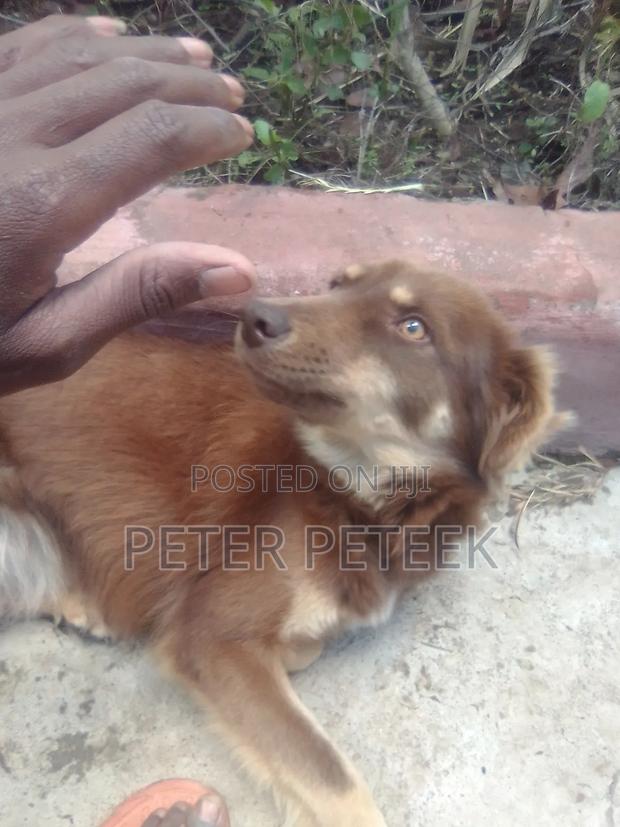 6-12 months Male Purebred German Shepherd - thumbnail 11
