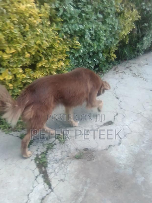 6-12 months Male Purebred German Shepherd - thumbnail 12
