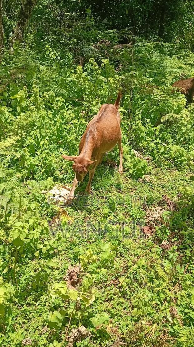 Dairy Goat - thumbnail 4