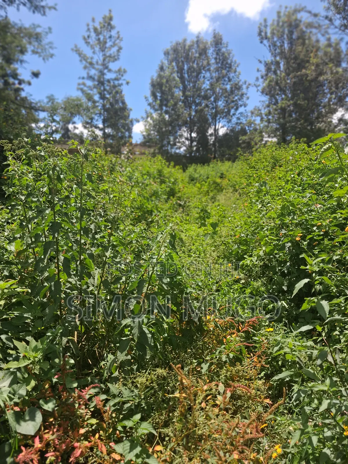 Ridgeways Prime Well Drained Red Soil 1/2 Acre