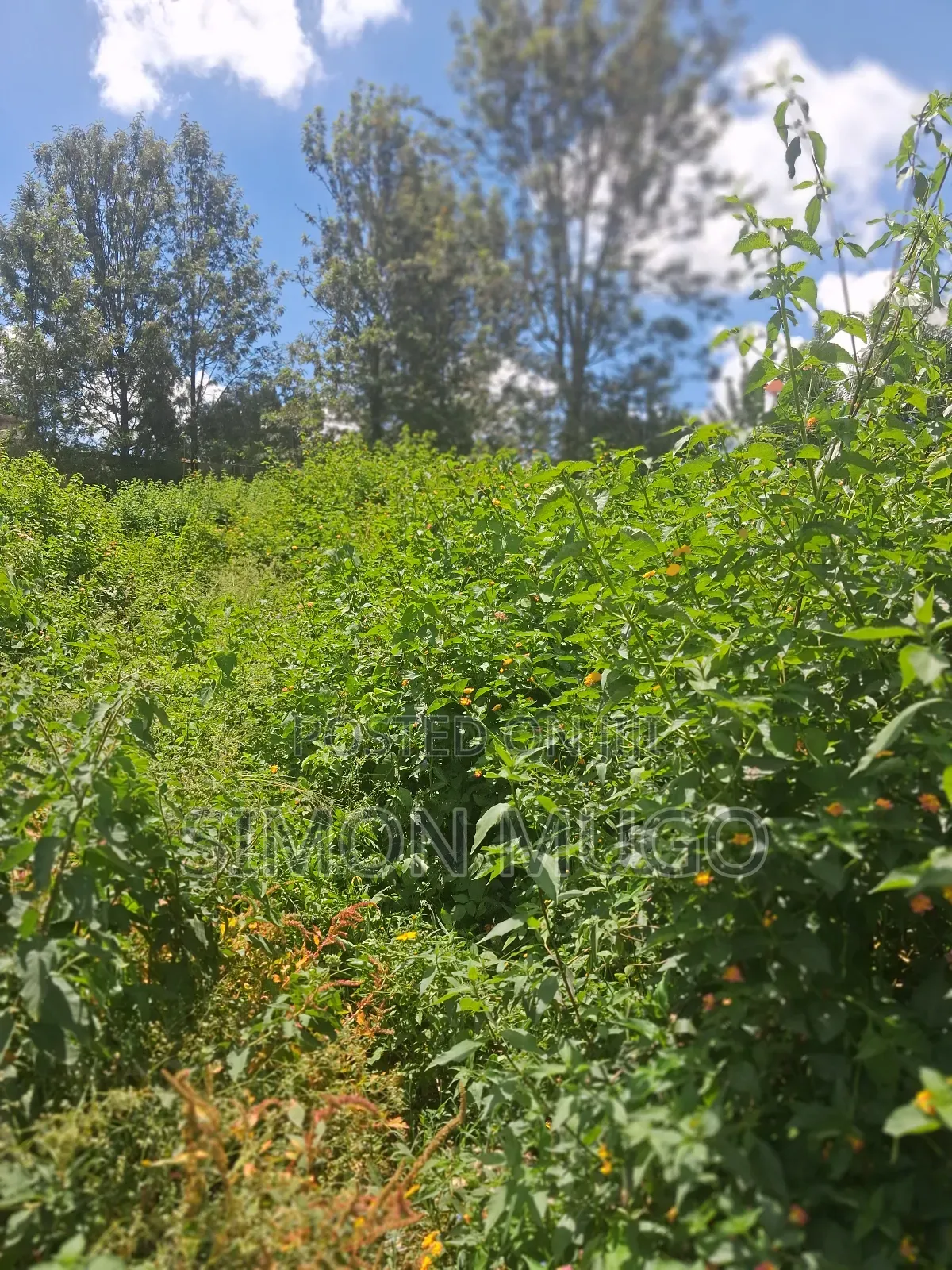 Ridgeways Prime Well Drained Red Soil 1/2 Acre