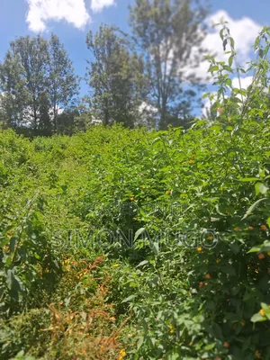 Ridgeways Prime Well Drained Red Soil 1/2 Acre