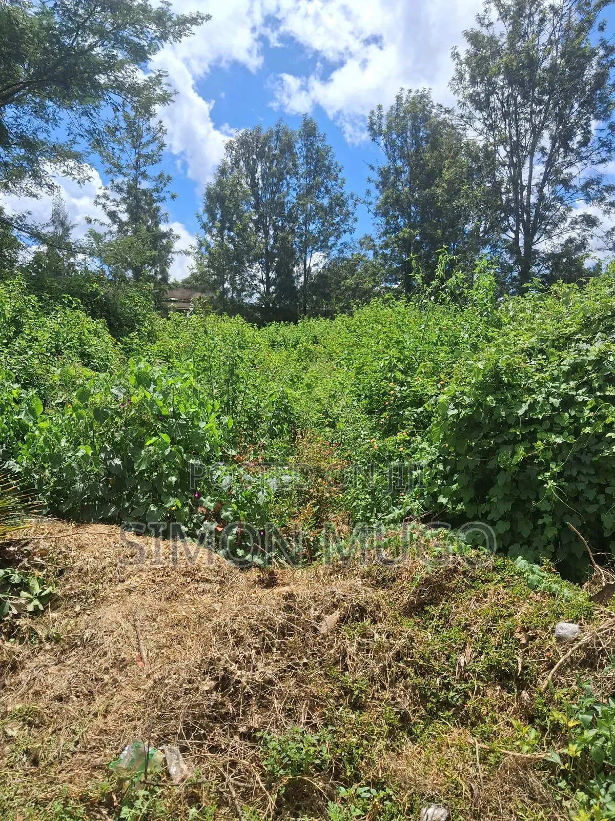 Ridgeways Prime Well Drained Red Soil 1/2 Acre