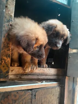 1-3 months Male Purebred Caucasian Shepherd