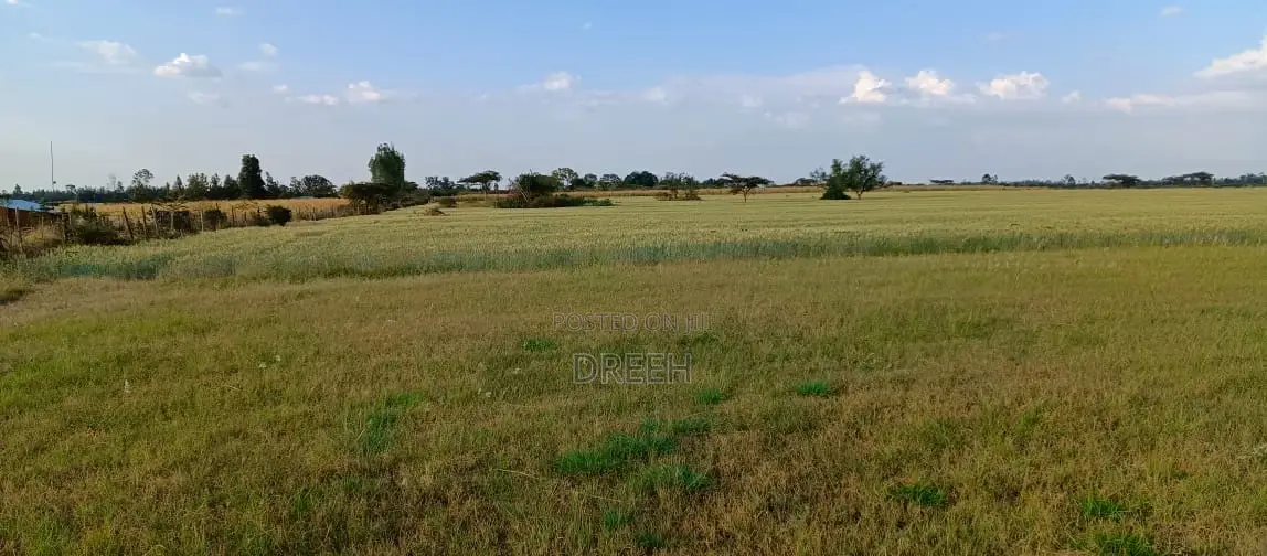 Angorom, Busia 50 by 100 Plot (No Broker)