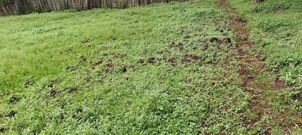 1 Acre Land on Sale - thumbnail 3