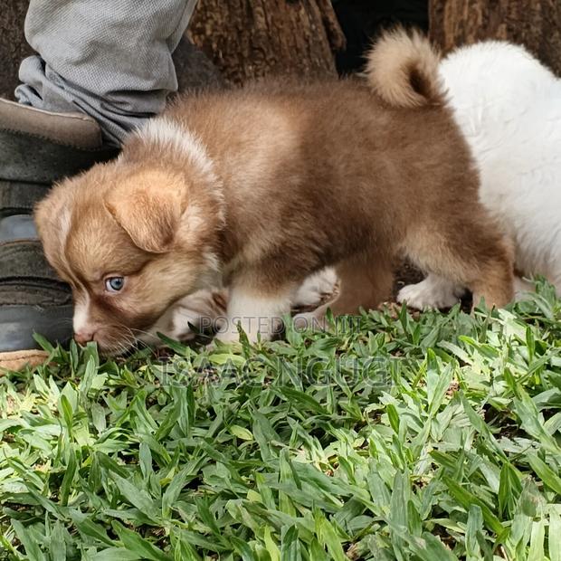 1-3 months Female Purebred Havanese