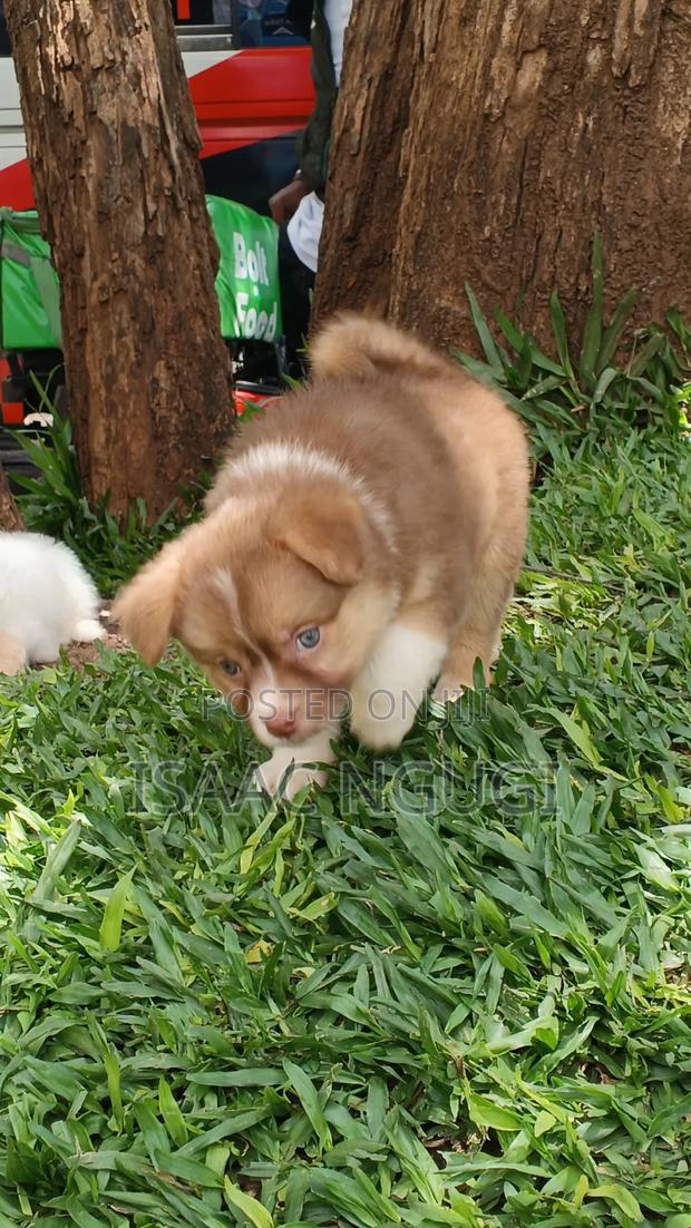 1-3 months Female Purebred Havanese - thumbnail 2