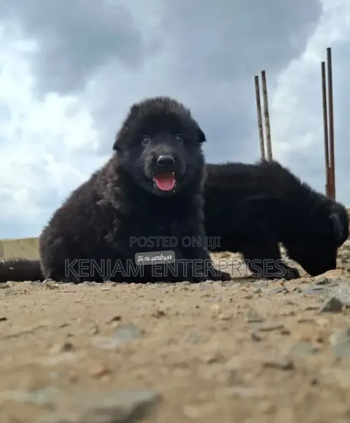 1-3 months Male Purebred German Shepherd