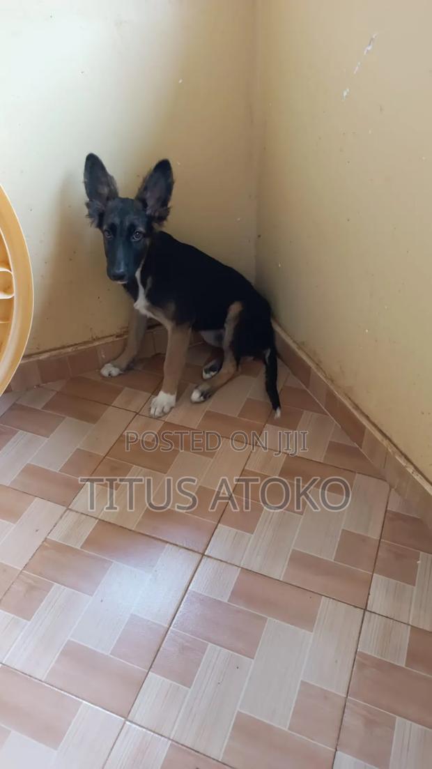 3-6 months Female Mixed Breed German Shepherd