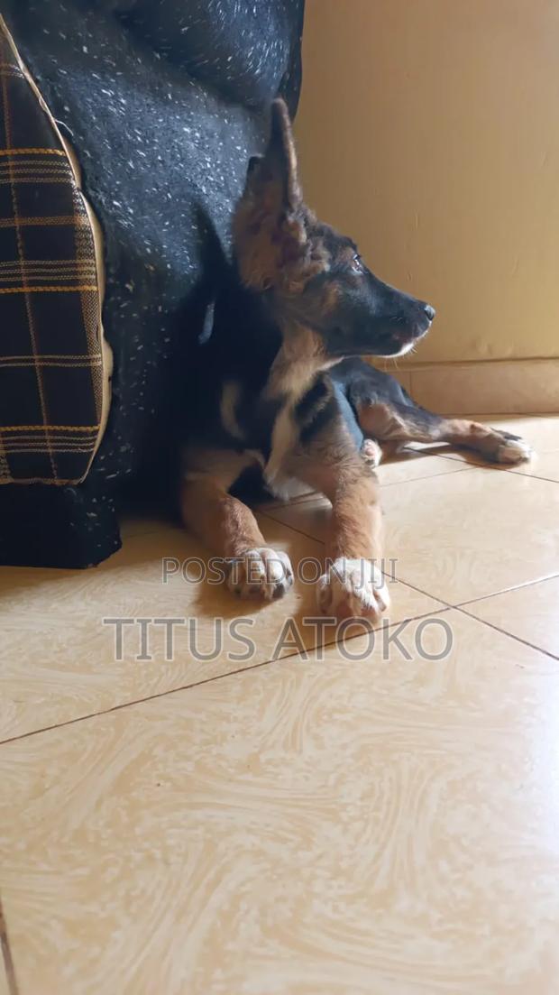 3-6 months Female Mixed Breed German Shepherd - thumbnail 2