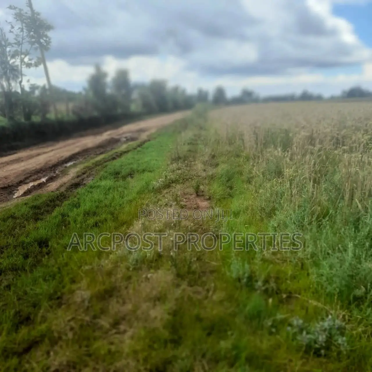 12 Acres for Sale in Ex-Lewa With View of Mount Kenya